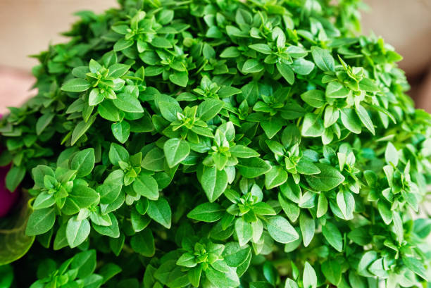 Herb Seeds