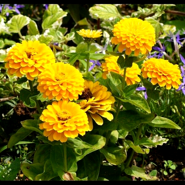 100 CANARY BIRD ZINNIA SEEDS | SALE FREE SHIPPING NON GMO HEIRLOOM