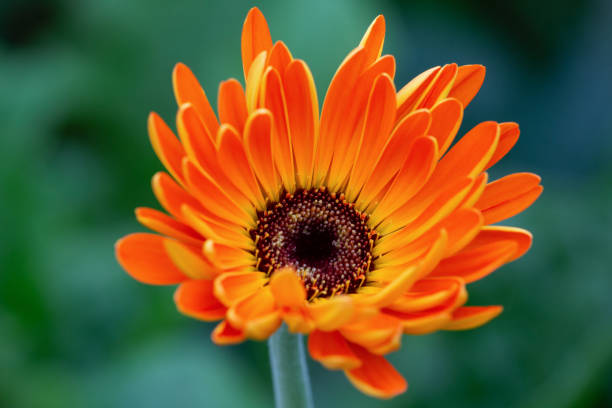 50 AFRICAN DAISY SEEDS | SALE FREE SHIPPING NON GMO HEIRLOOM