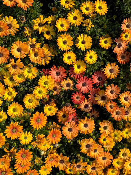50 AFRICAN DAISY SEEDS | SALE FREE SHIPPING NON GMO HEIRLOOM