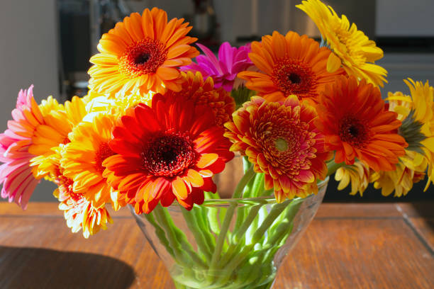 50 AFRICAN DAISY SEEDS | SALE FREE SHIPPING NON GMO HEIRLOOM