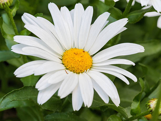100 ALASKA SHASTA DAISY SEEDS | 2026 FREE SHIPPING NONGMO HEIRLOOM WHITE BLOOMS