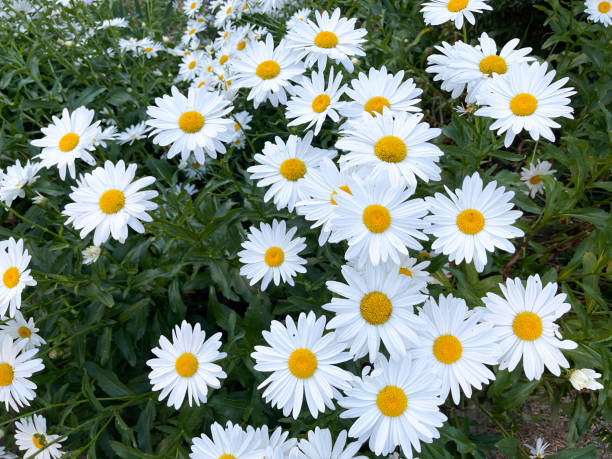 100 ALASKA SHASTA DAISY SEEDS | 2026 FREE SHIPPING NONGMO HEIRLOOM WHITE BLOOMS