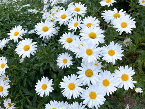 100 ALASKA SHASTA DAISY SEEDS | 2026 FREE SHIPPING NONGMO HEIRLOOM WHITE BLOOMS