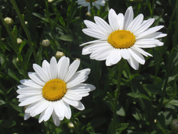 100 ALASKA SHASTA DAISY SEEDS | 2026 FREE SHIPPING NONGMO HEIRLOOM WHITE BLOOMS