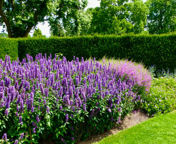 250 ANISE HYSSOP SEEDS | SALE FREE SHIPPING NON GMO HEIRLOOM