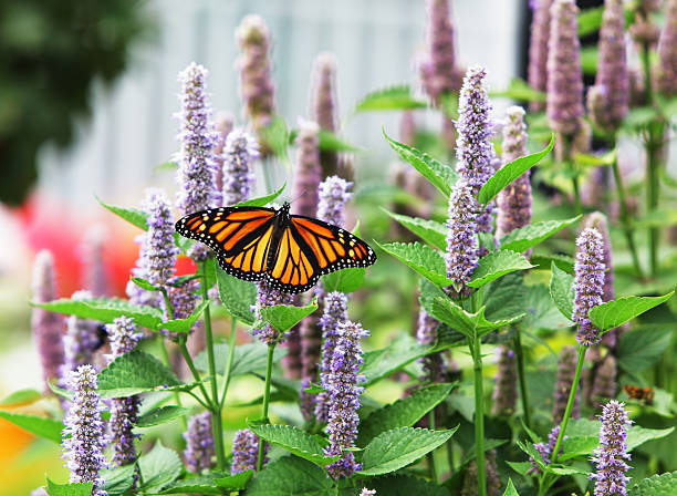 250 ANISE HYSSOP SEEDS | SALE FREE SHIPPING NON GMO HEIRLOOM