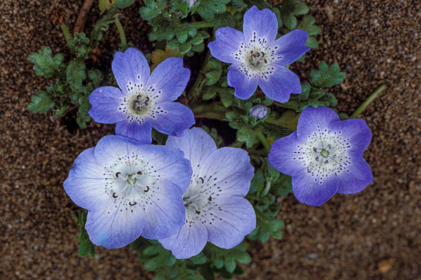 200 WESTERN NATIVE BABY BLUE EYES SEEDS | 2026 FREE SHIPPING NON GMO HEIRLOOM