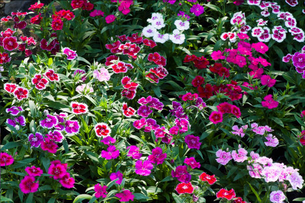 300 SWEET WILLIAM SEEDS | 2026 FREE SHIPPING NON GMO "SWEET WILLIAM"