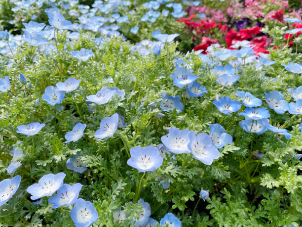 200 WESTERN NATIVE BABY BLUE EYES SEEDS | 2026 FREE SHIPPING NON GMO HEIRLOOM