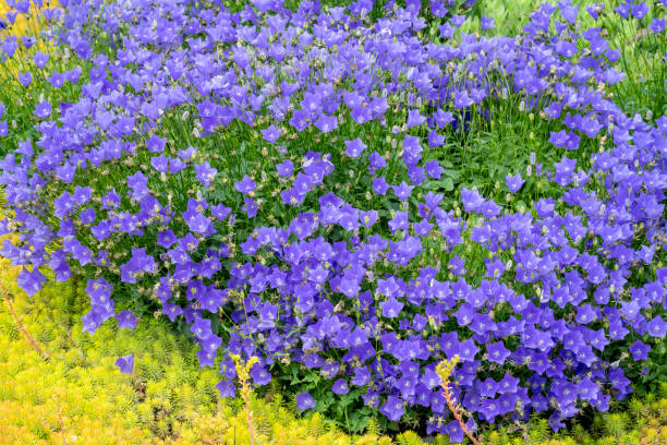 200 WESTERN NATIVE BABY BLUE EYES SEEDS | 2026 FREE SHIPPING NON GMO HEIRLOOM