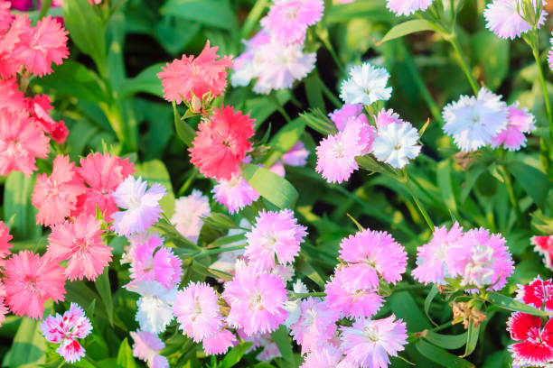 300 SWEET WILLIAM SEEDS | 2026 FREE SHIPPING NON GMO "SWEET WILLIAM"
