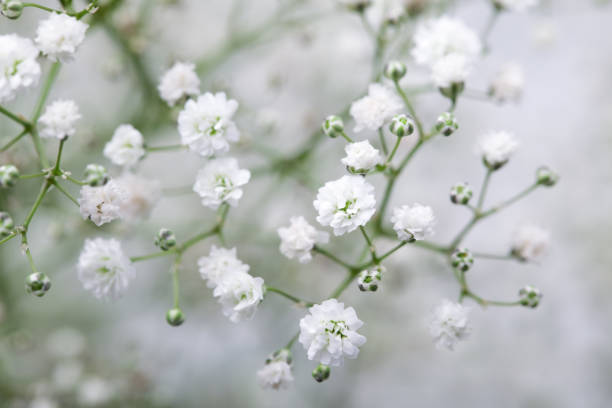 500 BABY'S BREATH SEEDS | 2026 SALE FREE SHIPPING NON GMO HEIRLOOM