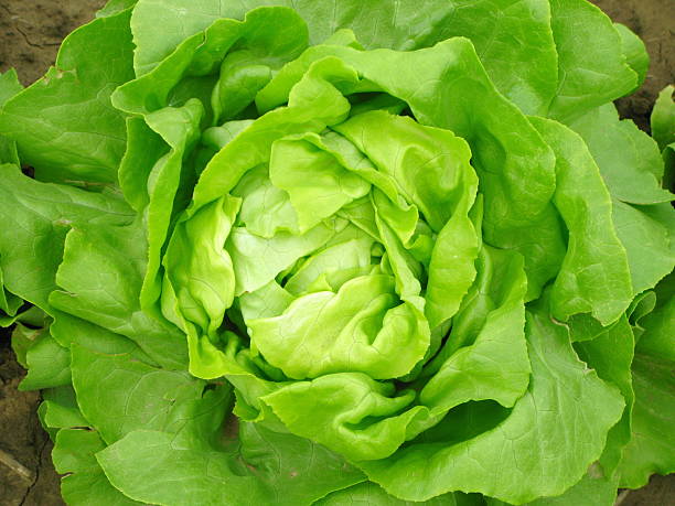 1000 BIBB BUTTERHEAD LETTUCE SEEDS |2026 SALE FREE SHIPPING NON GMO HEIRLOOM