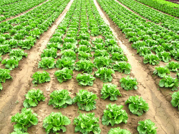 1000 BIBB BUTTERHEAD LETTUCE SEEDS |2026 SALE FREE SHIPPING NON GMO HEIRLOOM