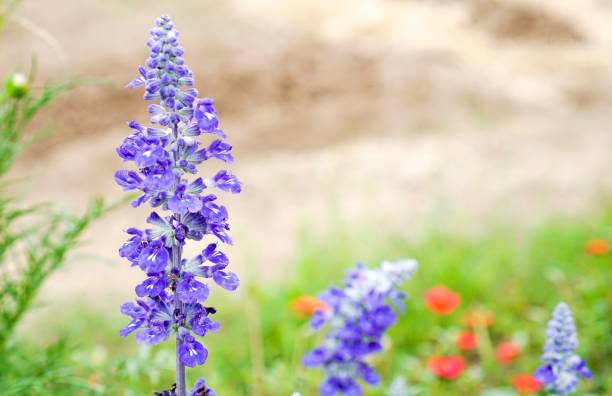 150 BLUE SAGE SEEDS | SALE FREE SHIPPING NON GMO