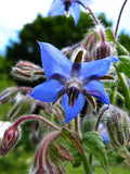 100 BORAGE SEEDS | FREE SHIPPING NON GMO HEIRLOOM 2026 EDIBLE BUTTERFLIES BEES