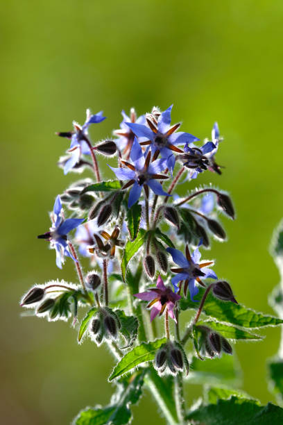 100 BORAGE SEEDS | FREE SHIPPING NON GMO HEIRLOOM 2026 EDIBLE BUTTERFLIES BEES