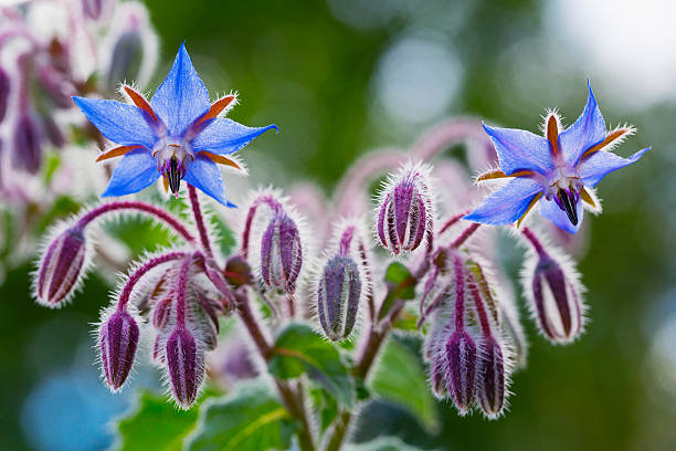 100 BORAGE SEEDS | FREE SHIPPING NON GMO HEIRLOOM 2026 EDIBLE BUTTERFLIES BEES