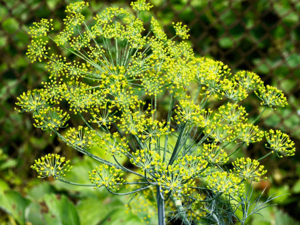 250 BOUQUET DILL SEEDS | SALE FREE SHIPPING NON GMO