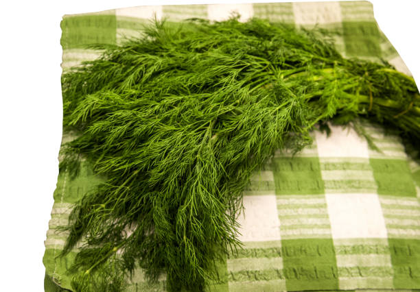 250 BOUQUET DILL SEEDS | SALE FREE SHIPPING NON GMO