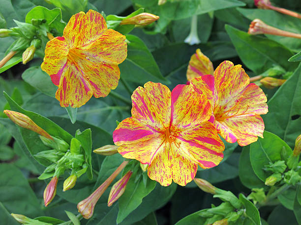 25 BROKEN COLORS FOUR O'CLOCK SEEDS | SALE FREE SHIPPING NON GMO HEIRLOOM