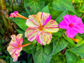 25 BROKEN COLORS FOUR O'CLOCK SEEDS | SALE FREE SHIPPING NON GMO HEIRLOOM