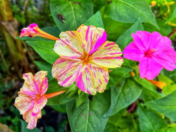 25 BROKEN COLORS FOUR O'CLOCK SEEDS | SALE FREE SHIPPING NON GMO HEIRLOOM