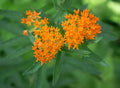 50 BUTTERFLY WEED SEEDS | SALE FREE SHIPPING NON GMO HEIRLOOM