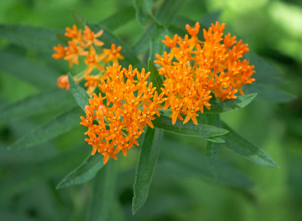 50 BUTTERFLY WEED SEEDS | SALE FREE SHIPPING NON GMO HEIRLOOM