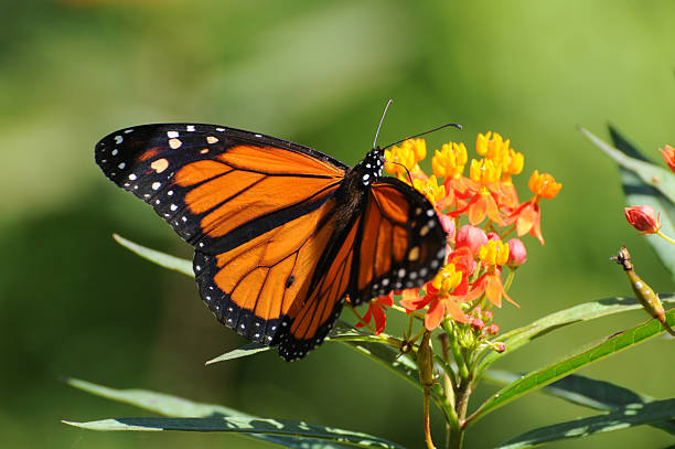 50 BUTTERFLY WEED SEEDS | SALE FREE SHIPPING NON GMO HEIRLOOM
