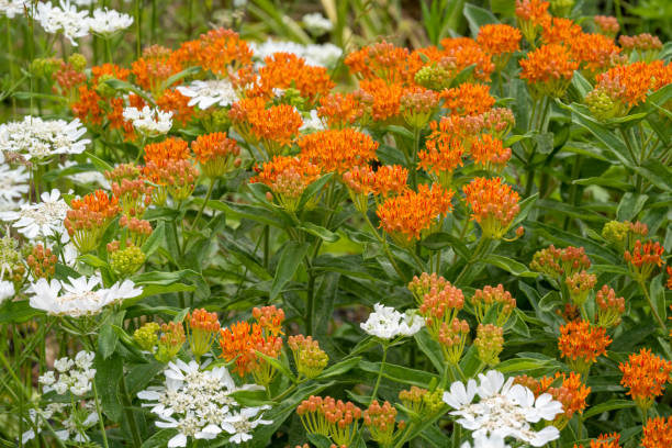 50 BUTTERFLY WEED SEEDS | SALE FREE SHIPPING NON GMO HEIRLOOM