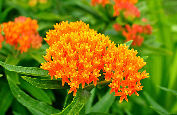 50 BUTTERFLY WEED SEEDS | SALE FREE SHIPPING NON GMO HEIRLOOM