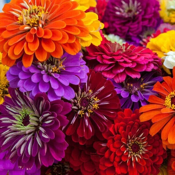 100 CALIFORNIA GIANT ZINNIA SEEDS | SALE FREE SHIPPING NON GMO HEIRLOOM