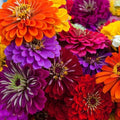 100 CALIFORNIA GIANT ZINNIA SEEDS | SALE FREE SHIPPING NON GMO HEIRLOOM