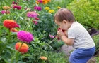 100 CALIFORNIA GIANT ZINNIA SEEDS | SALE FREE SHIPPING NON GMO HEIRLOOM