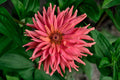 100 CACTUS FLOWERED ZINNIA MIX SEEDS | SALE FREE SHIPPING NON GMO HEIRLOOM 2026