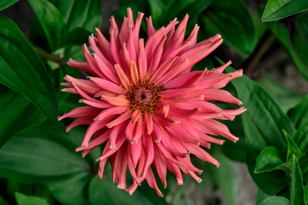 100 CACTUS FLOWERED ZINNIA MIX SEEDS | SALE FREE SHIPPING NON GMO HEIRLOOM 2026