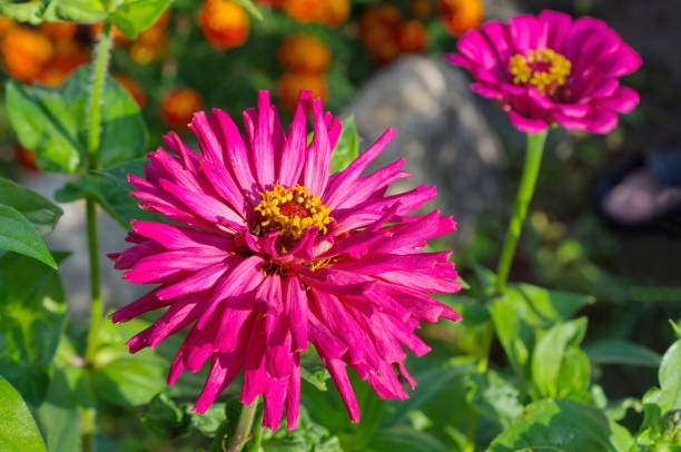 100 CACTUS FLOWERED ZINNIA MIX SEEDS | SALE FREE SHIPPING NON GMO HEIRLOOM 2026