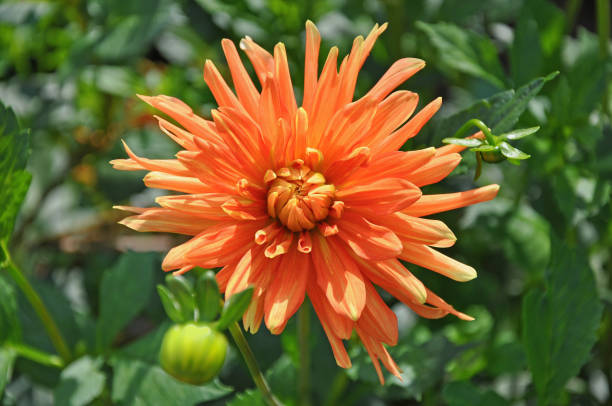 100 CACTUS FLOWERED ZINNIA MIX SEEDS | SALE FREE SHIPPING NON GMO HEIRLOOM 2026