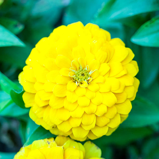 100 CANARY BIRD ZINNIA SEEDS | SALE FREE SHIPPING NON GMO HEIRLOOM