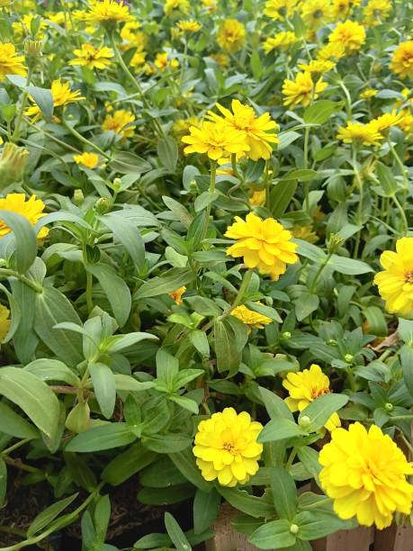 100 CANARY BIRD ZINNIA SEEDS | SALE FREE SHIPPING NON GMO HEIRLOOM