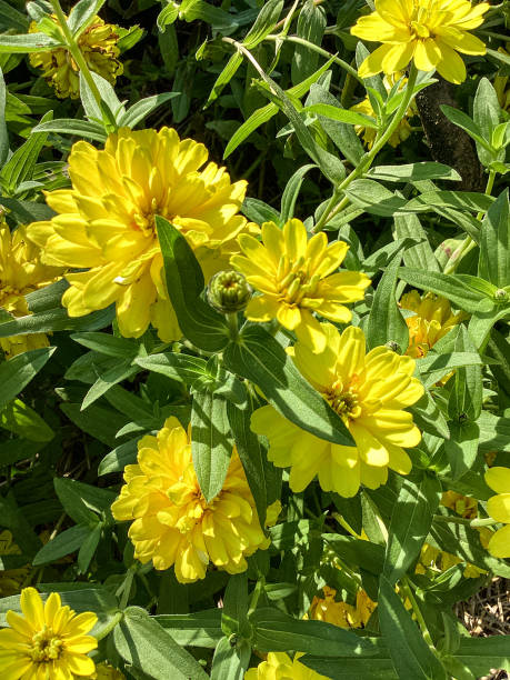 100 CANARY BIRD ZINNIA SEEDS | SALE FREE SHIPPING NON GMO HEIRLOOM