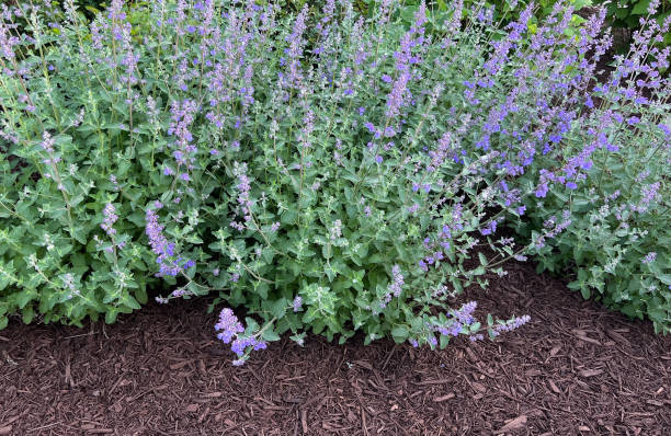 700 CATNIP SEEDS | 2026 SALE FREE SHIPPING NON GMO