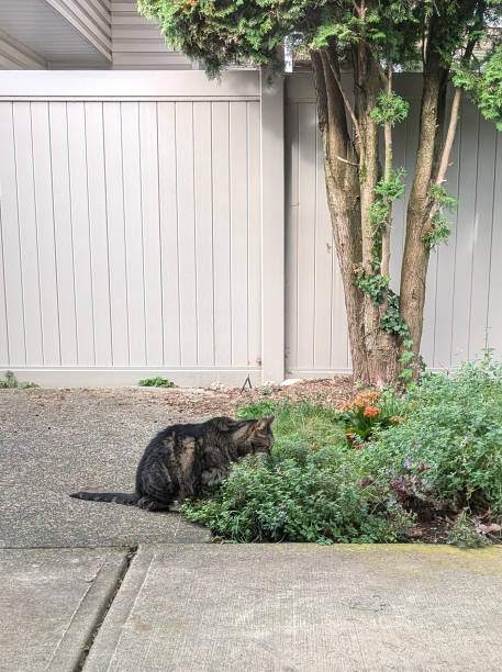 700 CATNIP SEEDS | 2026 SALE FREE SHIPPING NON GMO