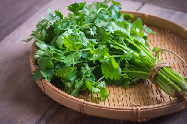 125 CILANTRO SEEDS | SALE FREE SHIPPING NON GMO