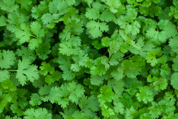 125 CILANTRO SEEDS | SALE FREE SHIPPING NON GMO