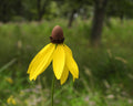 450 CLASPING CONEFLOWER SEEDS | 2026 SALE FREE SHIPPING NON GMO HEIRLOOM