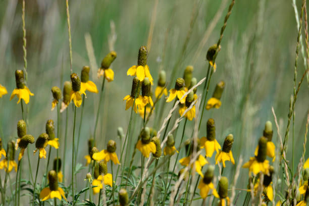 450 CLASPING CONEFLOWER SEEDS | 2026 SALE FREE SHIPPING NON GMO HEIRLOOM