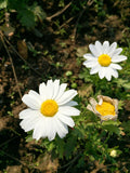 125 CREEPING DAISY SEEDS | 2026 SALE FREE SHIPPING NON GMO HEIRLOOM